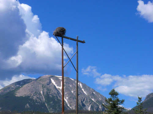 Osprey, Nest #2.